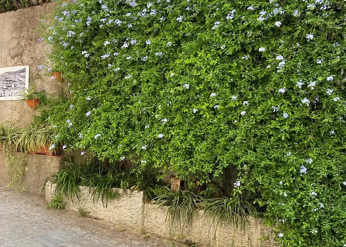 Casa Cotone 9 招待所